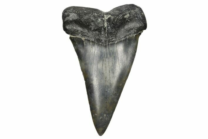 Fossil Broad-Toothed Mako Tooth - South Carolina #170356